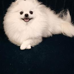 Layla - Pomeranian