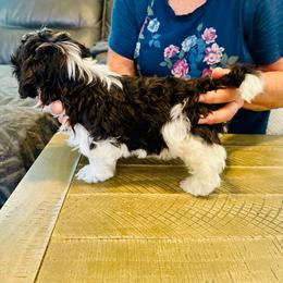 Enzo - Chocolate male Havanese puppy in Hawthorne, Florida from Havanese Acres