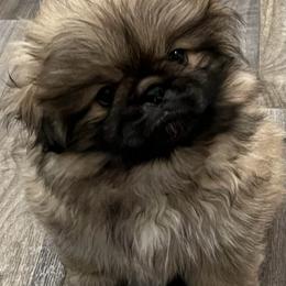 Full AKC - Camper - Fawn sable male Pekingese puppy in Pennsylvania from Triple I Pekes