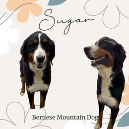Sugar - Bernedoodle