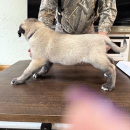 Anatolian Shepherd Dog Puppies from Swan Falls Farm