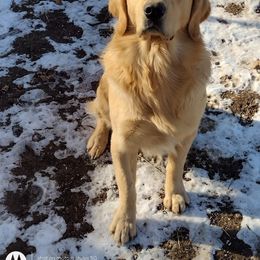 Grayson - Golden Retriever
