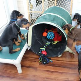 Doberman Pinschers from Dagobah Dobermans