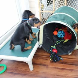Doberman Pinschers from Dagobah Dobermans