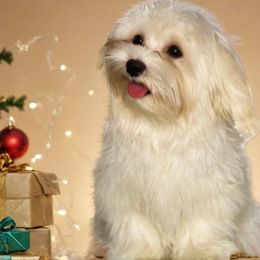 Havanese and Poodles from Lone Tree Havanese