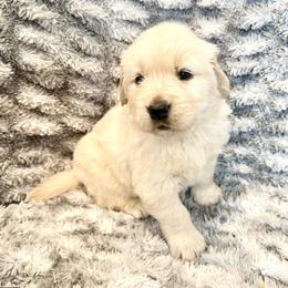 Rocky - Light golden female Golden Retriever puppy in Oregon from Bliss Retrievers