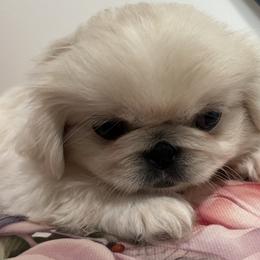 Full AKC - Buttercup - Ready Now - Cream female Pekingese puppy in Pennsylvania from Triple I Pekes