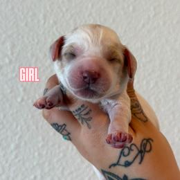 Girl 5 - Cream female Australian Labradoodle puppy in Valley Springs, California from Blue Denim Doodles