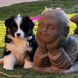 Australian Shepherd Puppies from Imagine Australian Shepherds