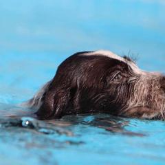 German Wirehaired Pointer Puppies from Afterhours German Wirehaired Pointers