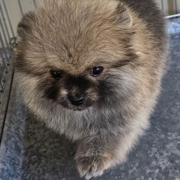 Shaggy - Cream sable male Pomeranian puppy in Austin, Texas from Heart Of Texas Pom's