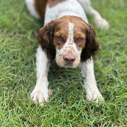 Willie - English Springer Spaniel