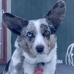 Willow - Cardigan Welsh Corgi
