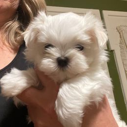 Girl3 - White female Maltese puppy in Wilson, New York from Maltese By Valerie