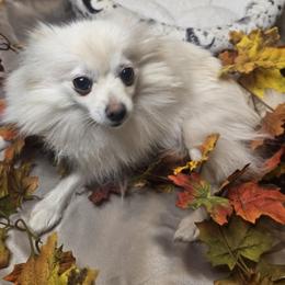 Hedwig - Pomeranian
