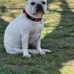 Polarbear - French Bulldog