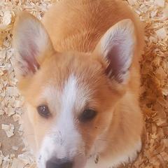 Pembroke Welsh Corgis from Absolute Corgis