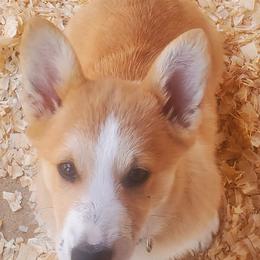 Pembroke Welsh Corgis from Absolute Corgis