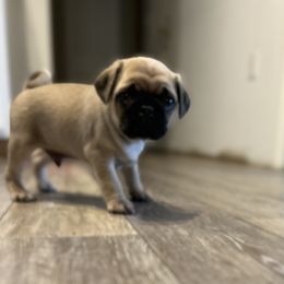 Boy 2 - Fawn male Pug puppy in Carver, Massachusetts from South Shore Pugs