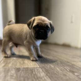 Boy 2 - Fawn male Pug puppy in Carver, Massachusetts from South Shore Pugs