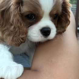 Lucas - Blenheim male Cavalier King Charles Spaniel puppy in New Braunfels, Texas from Avion's Cavaliers