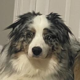King - Australian Shepherd