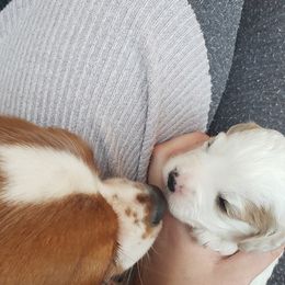 Cavapoo Puppies from Sharices Cavapoos