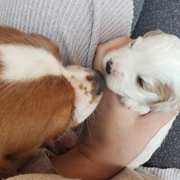 Cavapoo Puppies from Sharices Cavapoos