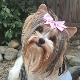 Lovey - Yorkshire Terrier