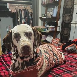 Diamond - Dalmatian