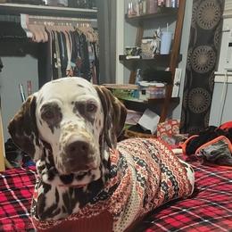 Diamond - Dalmatian