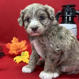 Girl 4 - Aussiedoodle puppy from Salt River Kennels