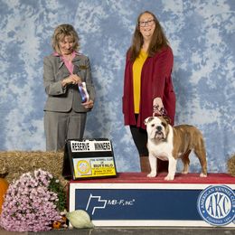 French Bulldog Puppies from Follow Farm French and English Bulldogs