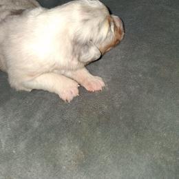 TBD - Blue merle female Australian Shepherd puppy in Luther, Michigan from Pine River Australian Shepherds