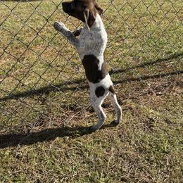 German Shorthaired Pointer Puppies from Nakeyta Morgan