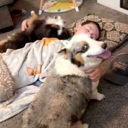 American Corgi and Pembroke Welsh Corgi Puppies from Beebe’s Corgis | Seven B Corgi Co