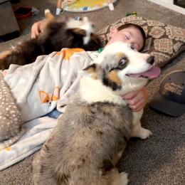 American Corgi and Pembroke Welsh Corgi Puppies from Beebe’s Corgis | Seven B Corgi Co
