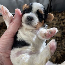 Biewer Terrier and Lhasa Apso Puppies from Biewer Terriors and Lhasa Apos of Northern California