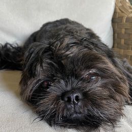 Cash - Shih Tzu