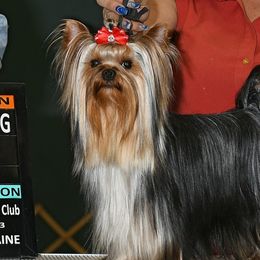 Joe - Yorkshire Terrier