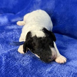 Blue Collar - Phantom male Poodle puppy in Huntsville, Alabama from Flint River Poodles