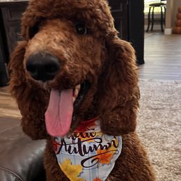 Goldendoodles from Southern Blossom Doodles