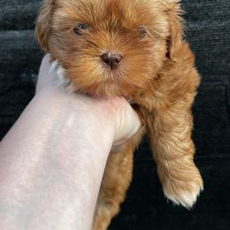 Shih Tzu Puppies from Lavender Lane Tzus