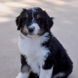 Gary - Black tri-color male Aussiedoodle puppy in Peyton, Colorado from Colorful Colorado Aussiedoodles