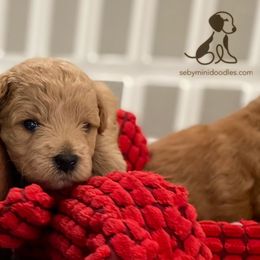 Goldendoodle Puppies from Seby Mini Doodles
