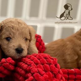 Goldendoodle Puppies from Seby Mini Doodles