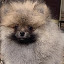 Pomeranians from Yanetta Pomeranians