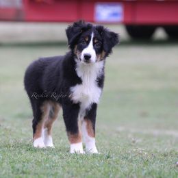 Australian Shepherd Puppies from Rockin Rafter L Aussies