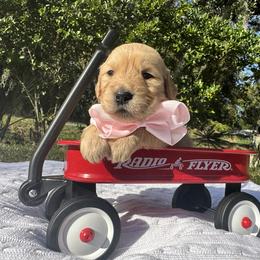 Golden Retriever Puppies from All shades Golden