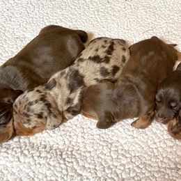 Dachshund Puppies from Lakeview Dachshunds